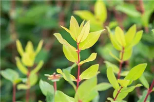 Lonicera caerulea var. kamtschatica - Blaue Heckenkirsche Lonicera caerulea var. kamtschatica - Blaue Heckenkirsche
