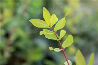 Lonicera caerulea var. kamtschatica - Blaue Heckenkirsche Lonicera caerulea var. kamtschatica - Blaue Heckenkirsche