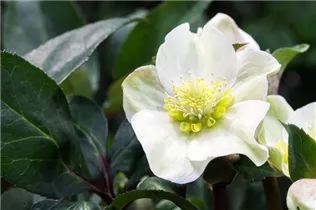 Helleborus x ericsmithii 'HGC Shooting Star'® - Christrose 'HGC Shooting Star'®