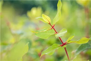 Lonicera caerulea var. kamtschatica - Blaue Heckenkirsche Lonicera caerulea var. kamtschatica - Blaue Heckenkirsche
