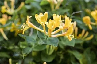 Lonicera heckrottii - Feuer-Geißschlinge