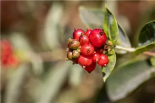 Lonicera heckrottii - Feuer-Geißschlinge