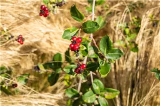 Lonicera heckrottii - Feuer-Geißschlinge