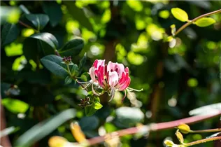 Lonicera heckrottii - Feuer-Geißschlinge