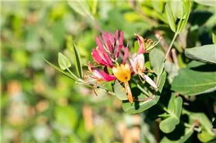 Lonicera x brownii 'Dropmore Scarlet' - Rote Geißschlinge 'Dropmore Scarlet'