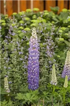 Lupinus polyphyllus - Vielblättrige Lupine