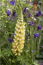 Lupinus polyphyllus - Vielblättrige Lupine