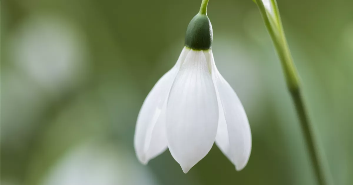  - Schneeglöckchen pflanzen – Frühlingsboten im Garten