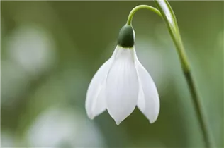 Blumenzwiebeln - Galanthus nivalis einfach x10