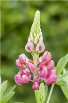 Lupinus polyphyllus - Vielblättrige Lupine