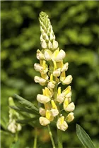 Lupinus polyphyllus - Vielblättrige Lupine