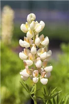 Lupinus polyphyllus - Vielblättrige Lupine
