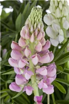 Lupinus polyphyllus - Vielblättrige Lupine
