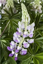Lupinus polyphyllus - Vielblättrige Lupine