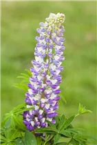 Lupinus polyphyllus - Vielblättrige Lupine
