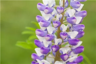 Lupinus polyphyllus - Vielblättrige Lupine