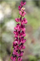 Lupinus polyphyllus 'Nanus Gallery' - Lupine 'Nanus Gallery'