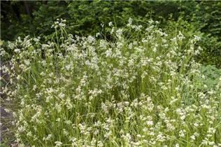 Luzula nivea - Schnee-Hainsimse