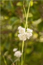 Luzula nivea - Schnee-Hainsimse