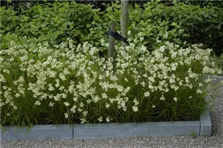 Luzula nivea - Schnee-Hainsimse