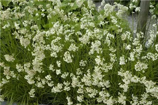 Luzula nivea - Schnee-Hainsimse