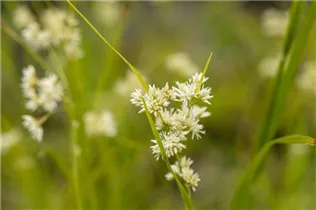 Luzula nivea - Schnee-Hainsimse