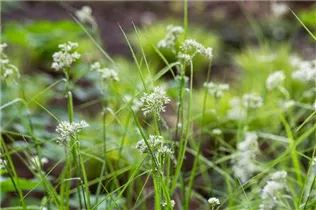 Luzula nivea - Schnee-Hainsimse