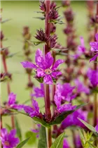 Lythrum salicaria - Garten-Blut-Weiderich