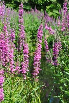 Lythrum salicaria - Garten-Blut-Weiderich