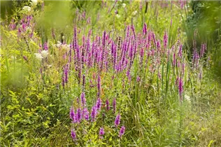 Lythrum salicaria - Garten-Blut-Weiderich