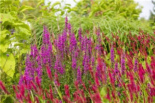 Lythrum salicaria - Garten-Blut-Weiderich