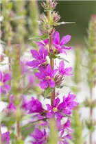 Lythrum salicaria - Garten-Blut-Weiderich