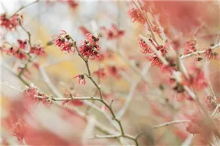 Hamamelis mollis - Chinesische Zaubernuss
