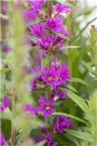 Lythrum salicaria - Garten-Blut-Weiderich