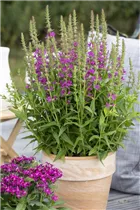 Lythrum salicaria - Garten-Blut-Weiderich