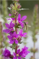 Lythrum salicaria - Garten-Blut-Weiderich