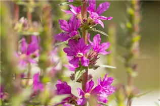 Lythrum salicaria - Garten-Blut-Weiderich