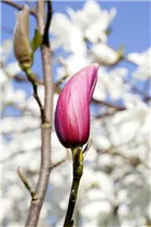 Magnolia liliiflora 'Nigra' - Purpurmagnolie 'Nigra' Magnolia liliiflora 'Nigra' - Purpurmagnolie 'Nigra'