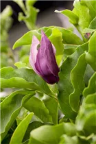 Magnolia liliiflora 'Susan' - Niedrige Magnolie 'Susan' Magnolia liliiflora 'Susan' - Niedrige Magnolie 'Susan'