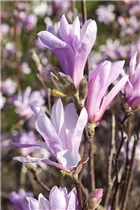 Magnolia liliiflora 'Susan' - Niedrige Magnolie 'Susan' Magnolia liliiflora 'Susan' - Niedrige Magnolie 'Susan'