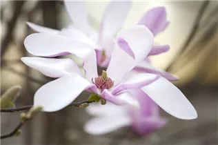 Magnolia liliiflora 'Susan' - Niedrige Magnolie 'Susan' Magnolia liliiflora 'Susan' - Niedrige Magnolie 'Susan'