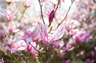 Magnolia liliiflora - Purpurmagnolie