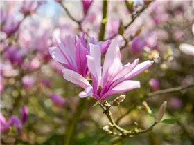 Magnolia liliiflora - Purpurmagnolie