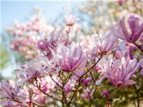 Magnolia liliiflora - Purpurmagnolie