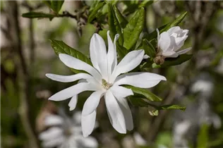 Magnolia stellata - Sternmagnolie Magnolia stellata - Sternmagnolie