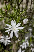 Magnolia stellata - Sternmagnolie Magnolia stellata - Sternmagnolie