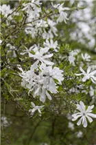 Magnolia stellata - Sternmagnolie Magnolia stellata - Sternmagnolie