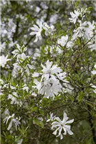 Magnolia stellata - Sternmagnolie Magnolia stellata - Sternmagnolie