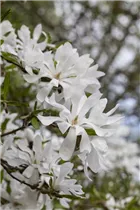 Magnolia stellata - Sternmagnolie Magnolia stellata - Sternmagnolie