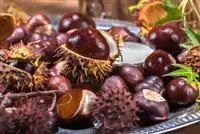 - Rund um die Kastanie   - Rund um die Kastanie